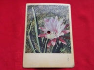 SKALDOWIE wszystko mi mówi, ze mnie ktoś pokochał POCZTÓWKA DŹWIĘKOWA