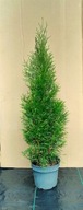 Tuja thuja szmaragd SADZONKA 50-70 cm DONICZKA 2-3 L