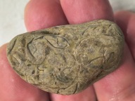 Skamieniałe koralowce algi glony agaty muszlowe