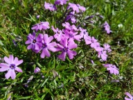 Floks Mix Kolorów 10 SZTUK