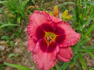 Liliowiec DAN MAHONY- czerwony z purpurowym okiem duże kwiaty