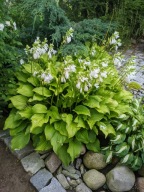 Hosta funkia gigant zielona 10 SZTUK