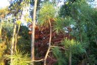 Sosna niebieska zmienno barwna Mk karłowa szczepiona inna