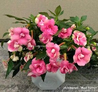 Achimenes Mad Parrot - kłącze