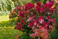 Hortensja bukietowa Living Pink Promise (hydrangea paniculata) C3 30/40cm