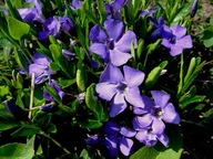 BARWINEK POSPOLITY Vinca minor sadzonki 20 sztuk zimozielony MARTYNA