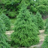 Świerk Serbski choinki wysokość 50-70cm grunt