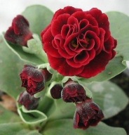 PIERWIOSNEK ŁYSZCZAK PRYMULA ### CRIMSON GLOW #### krokus