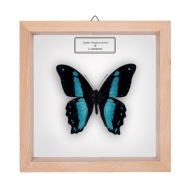 Motyl w gablotce Papilio chrapkowskoides