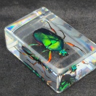 Chrząszcz zatopiony w żywicy akrylowej Skarabeusz - Chafer Beetle