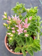 Rozchodnik kaukaski ROSEUM