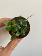 Pyrrosia nummularifolia pnąca paproć do paludarium