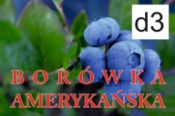 BANER SPRZEDAŻ BORÓWKI BORÓWKA 120X80 d3