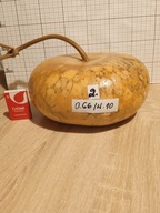 Tykwa zdrewniały owoc