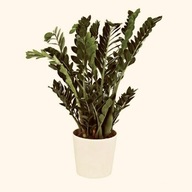 Soendgen Madrid osłonka kremowa waniliowa doniczka duża XL niemiecka