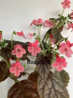 Kohleria Sunshine - kłącze