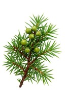 Naturalne Gałęzie Jałowca 1 kg – dekoracje, stroiki, wianek, DIY