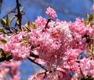 Kalina bodneńska Charles Lamont wyjątkowy krzew ozdobny do Twojego ogrodu
