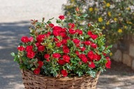 Róża ZEPETI Meibenbino sadzonka 2l