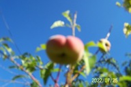 Brzoskwinia ze sarego sadu drzewiasta szczepiona jadalna inna