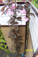 Wiśnia Royal Burgundy szczepiona wąska lipa klon dereń dąb buk kasztan inna