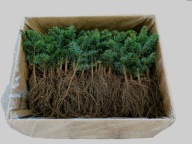 JODŁA kaukaska - SADZONKI - 1 komplet czyli 50 sztuk