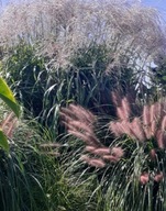 MISKANT CHIŃSKI MEMORY Miscanthus sinensis sadzonka 2l