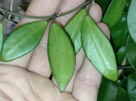 Hoya Hoja DAVIDCUMMINGII cięta