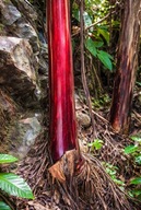 20 nasion Banan Musa Itinerans var. Itinerans Bananowiec ŚWIEŻE NASIONA