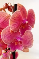 PHALENOPSIS storczyk nina 7