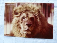 LEW HEROD ... KAW