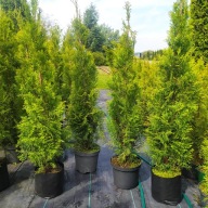 Tuja Szmaragd 100-125 cm donica 5l