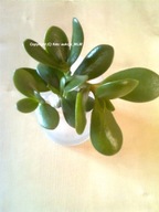 Grubosz Twoje Żywe Drzewko Szczęścia + Prezent !