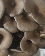 Grzybnia Boczniak Ostrygowaty. Grow kit. Gotowy zestaw