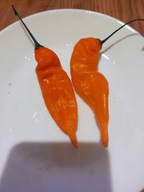 Papryka Peperoni Yellow nasiona