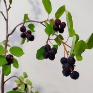 Świdośliwa olcholistna MANDAM słodkie owoce SADZONKA