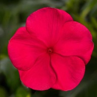 Catharanthus roseus Cora Cascade Cherry Impr. Barwinek SŁONECZNE KWIATY