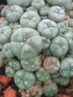 Kaktus Lophophora williamsii duża z ziemią i donicą L12+ gratisy +ogrzewacz