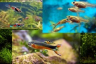 Gupiki Endlera 3 piękne odmiany każda po parze 6 szt kolorowy mix