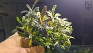 Bucephalandra sp .Biblis -kolekcja od fibell