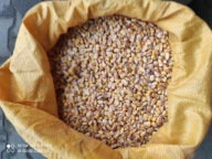 Kukurydza Ziarno karma dla drobiu , zanęta dla ryb z własnej plantacji 15kg