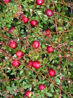 Żurawina wielkoowocowa Pilgrim