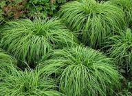 Turzyca The Beatles P9