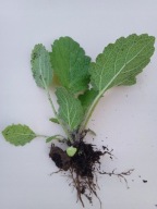 jeżówka Jeżówki SADZONKI 100 sztuk 15 cm po 1 zł miododajne wieloletnie