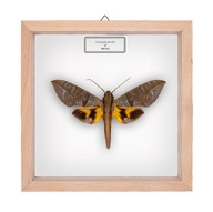 Motyl w gablotce Eumorpha phorbas