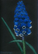 Szafirek groniasty, obraz akryl na papierze, format A4