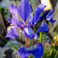 Irys syberyjski, 100 sztuk, zestaw