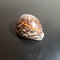Muszla morska Cypraea tigris 70mm x 50mm