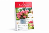 Hydrangea Paniculata Redlight - Hortensja Bukietowa poj.5l