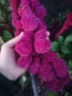 Szarłat Zwisły Amarantus Nasiona Naturalne 15g